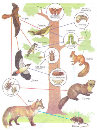 Связь между растениями и животными схема